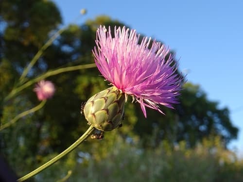 Dagger Flower