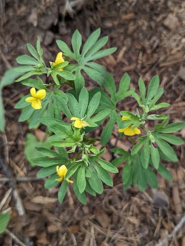 Pine Violet