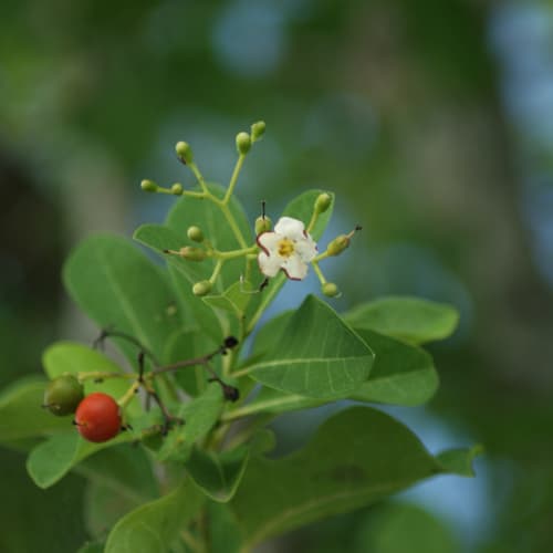 Bahama Strongbark Bonsai