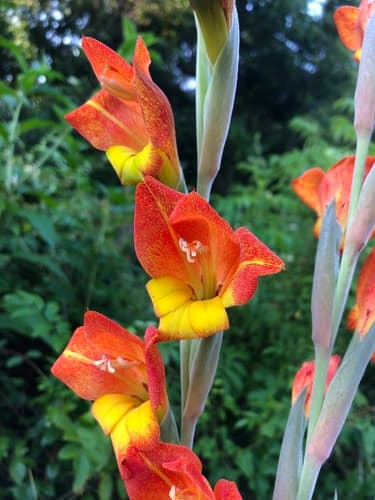 Dragon's-head Lily