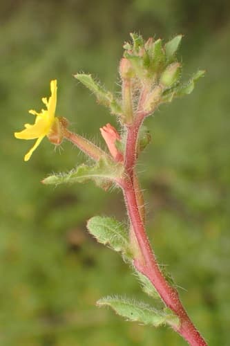 miniature suncup