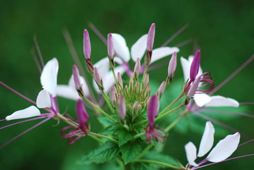 Spider flower