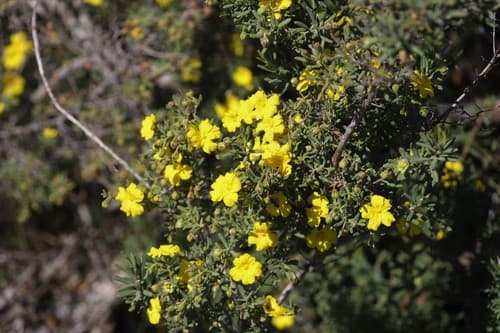 Yellow Buttercups