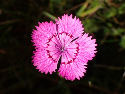 Ragged Pink