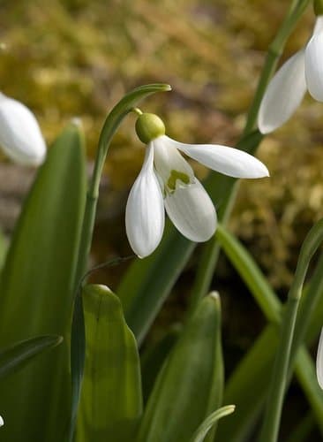 Pleated Snowdrop
