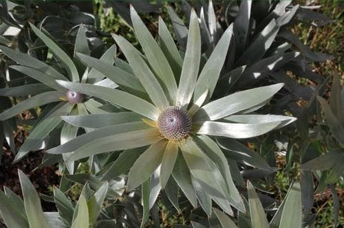 Cape Silver Tree