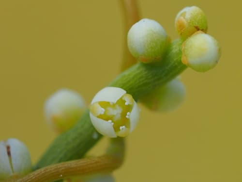Laurel Dodder