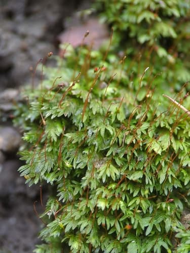 Lesser Pocket-moss