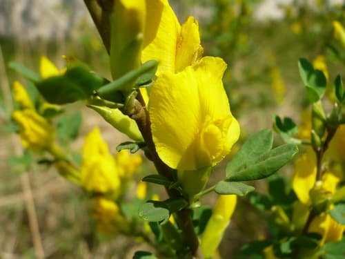 Ruthenian broom