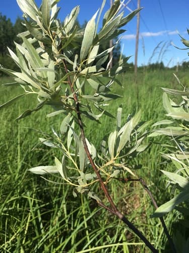 meadow willow