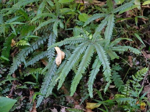 Rough Maidenhair Fern