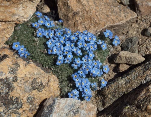 Pale Alpine Forget-Me-Not