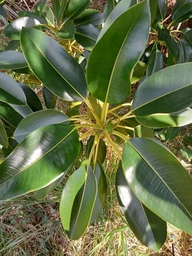 Moreton Bay Fig Bonsai