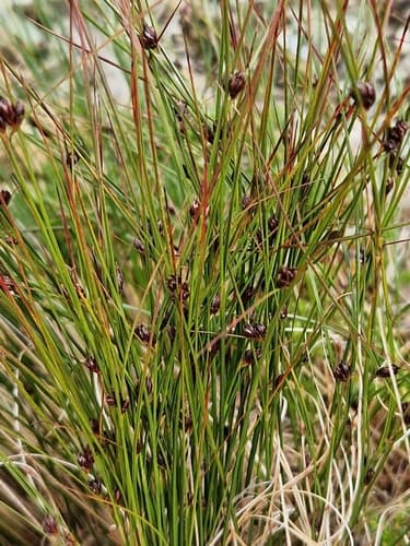 Highland Rush
