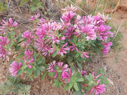 Lupine Clover