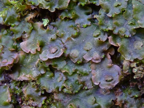 Common Pellia