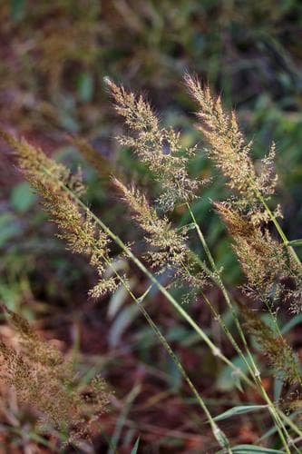 Molasses Grass