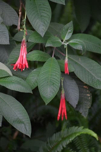 lady's eardrops