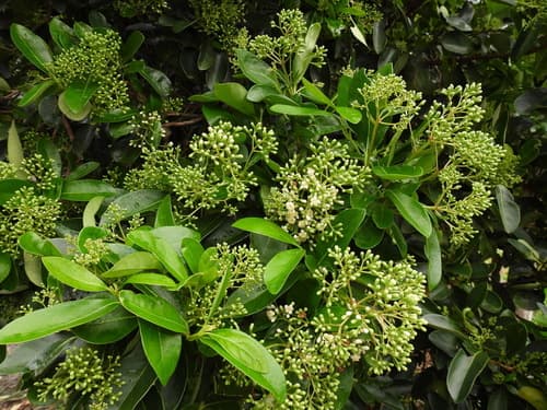 Sweet Viburnum Bonsai