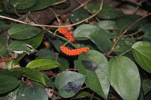 Japanese pepper