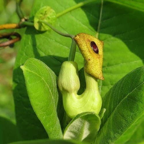 Pipevine Flower