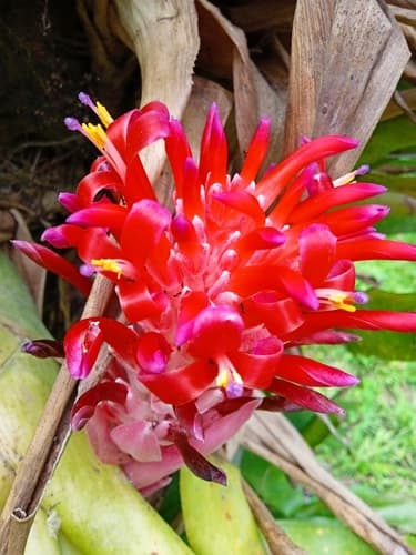 Fool Proof Plant