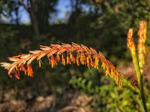 Eastern Gamagrass