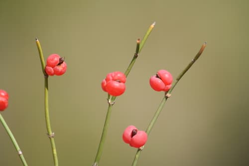 European Ephedra