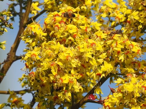 Taiwanese Rain Tree