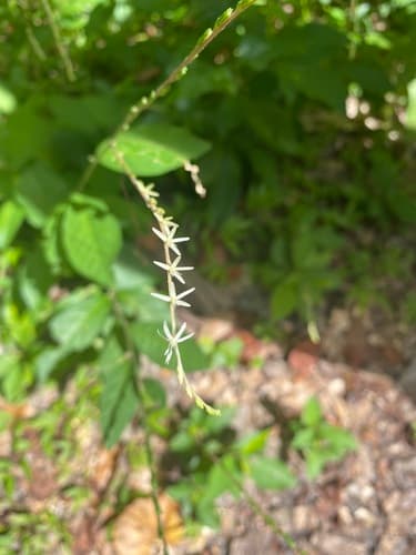Guinea Hen Weed