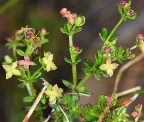 graceful bedstraw
