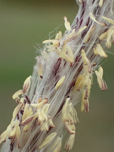 Cogon Grass