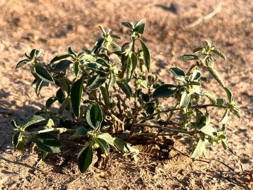 Yuma Silverbush