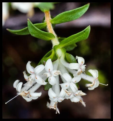 Common Rice-flower