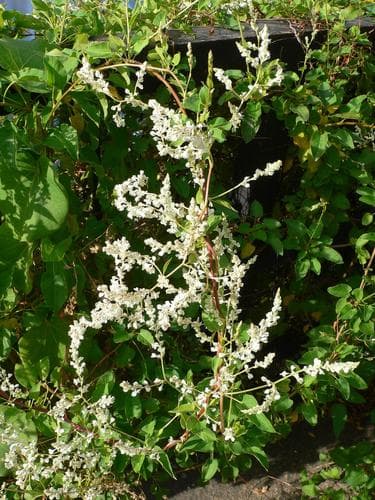 Bukhara Fleeceflower Bonsai