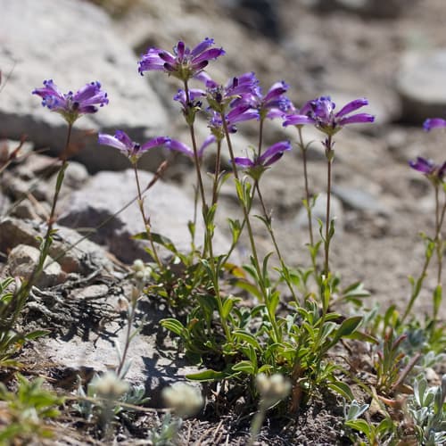 Sierra Penstemon