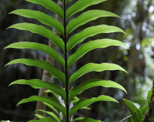 Shining Spleenwort