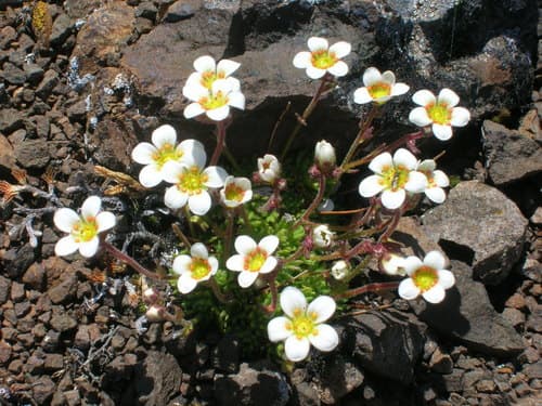 Tufted Saxifrage Bonsai