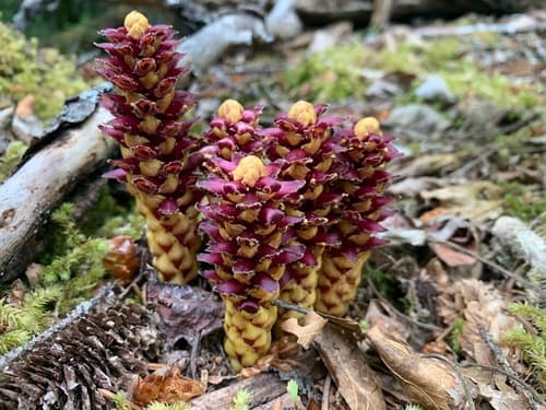 Northern Groundcone