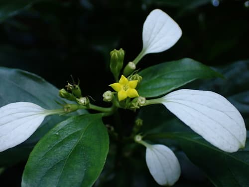 Taipei Mussaenda