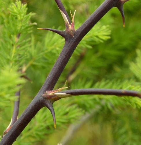 Redstem Asparagus Bonsai