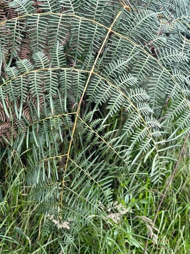 tropical brackenfern