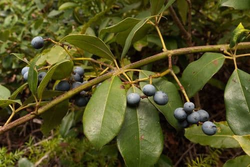 Five-Leaved Water Vine