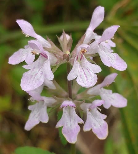 Florida Hedgenettle