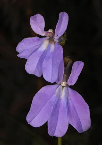 Glade Lobelia