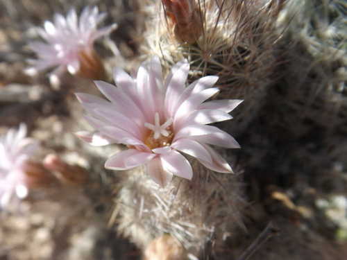 Whitecolumn Foxtail Cactus