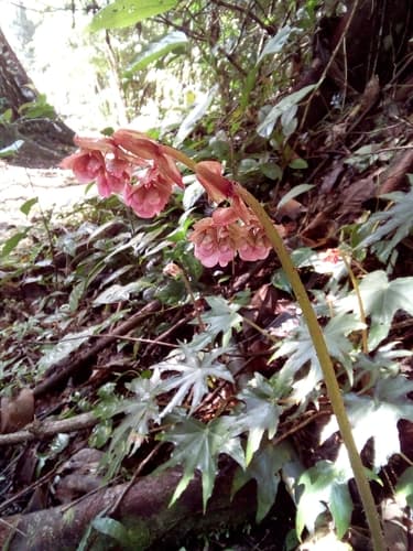 Star Begonia