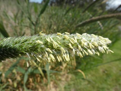 Harding Grass