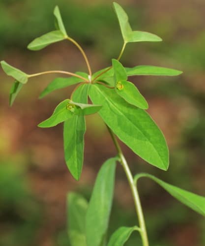 Sweet Spurge