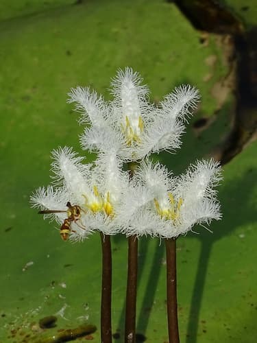Water Snowflake